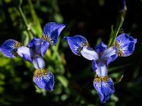 Blau-gelbe Irisblüten